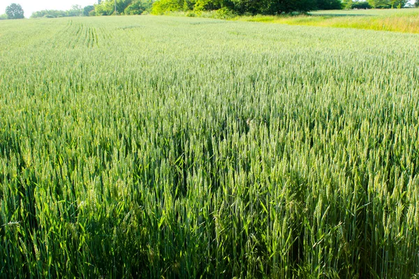 Созревание Пшеничного Поля Украине Летом — стоковое фото