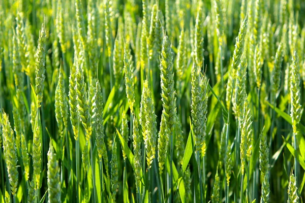 Maduración Del Campo Trigo Ucrania Verano — Foto de Stock