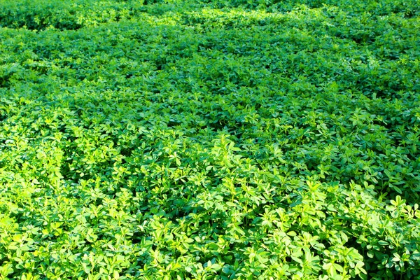 Field of fodder grass, alfalfa matures in Ukraine