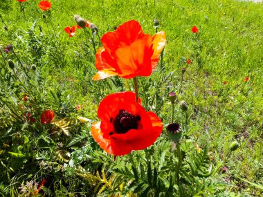 Gelincikler, gelincikler, gelincikler Çimlerde kırmızı gelinciklere saldırmayı gerçekten hayal ediyor musun?