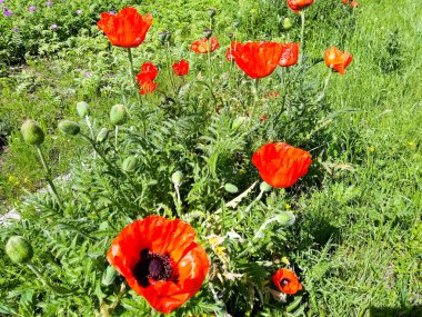 Gelincikler, gelincikler, gelincikler Çimlerde kırmızı gelinciklere saldırmayı gerçekten hayal ediyor musun?