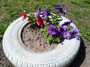 Yol kenarında bir araba lastiğinde çiçekler açar.