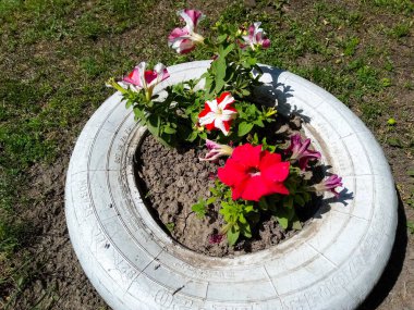 Yol kenarında bir araba lastiğinde çiçekler açar.