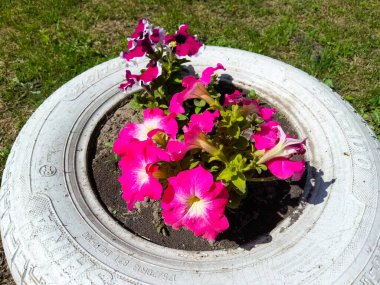 Yol kenarında bir araba lastiğinde çiçekler açar.