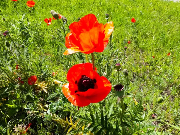 Poppies Poppies Poppies You Really Dream Attacking Red Poppies Grass — Stock Photo, Image