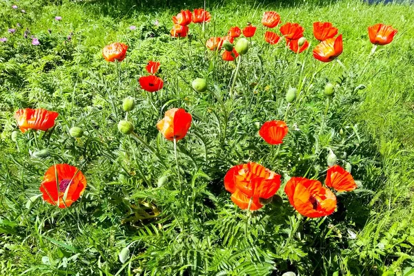Mohn Mohn Mohn Träumen Sie Wirklich Davon Rote Mohnblumen Gras — Stockfoto