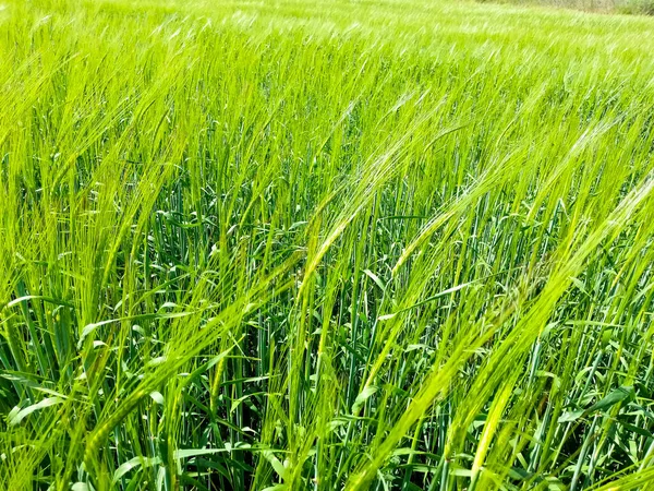 Field Green Barley Summer Ukraine — Stock Photo, Image