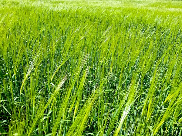 Field Green Barley Summer Ukraine — Stock Photo, Image