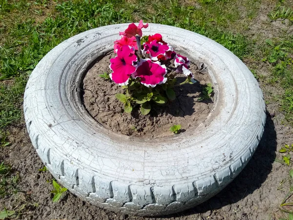 Flores Florecen Neumático Coche Cerca Una Carretera —  Fotos de Stock