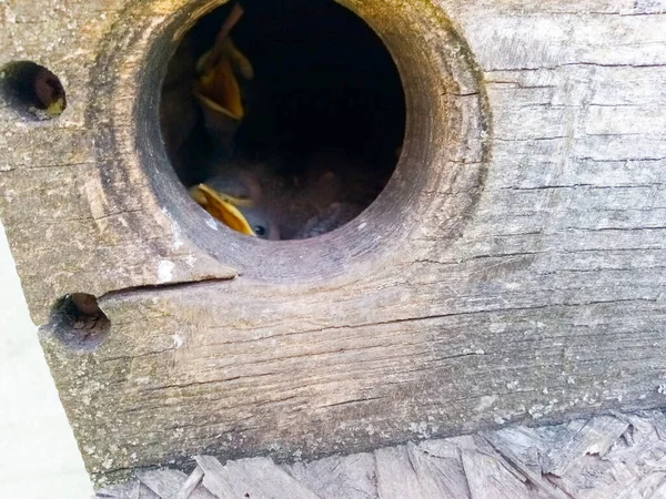 Starenküken Guckt Aus Dem Haus — Stockfoto