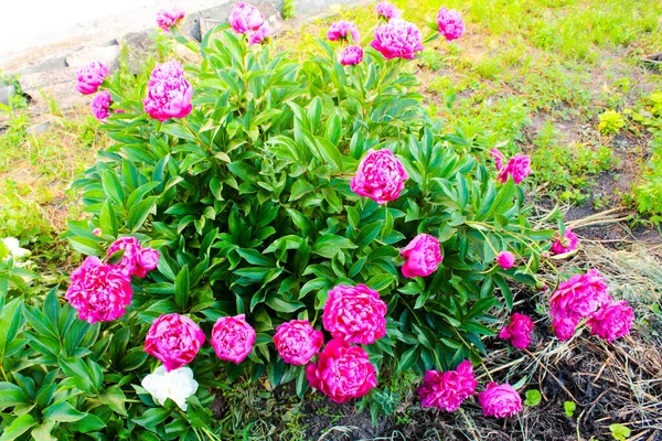 Flor fresca e brilhante de peão florescendo de perto