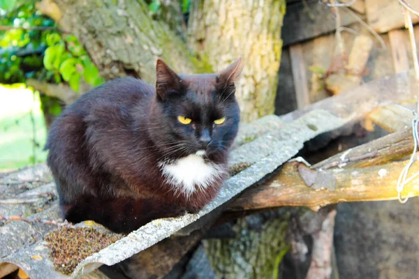 Gato Preto Com Arco Branco Senta Telhado — Fotografia de Stock