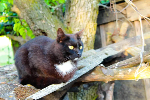 Gato Preto Com Arco Branco Senta Telhado — Fotografia de Stock