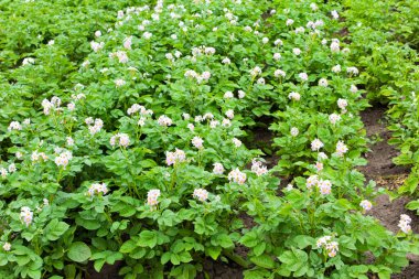 Ukrayna 'da çiçek açan patates tarlası