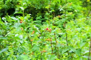 Dallarında kırmızı böğürtlen olan ahududu çalıları