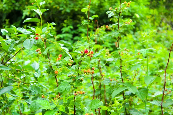 Raspberry Berry Bushes Red Berry Branches — Stock Photo, Image