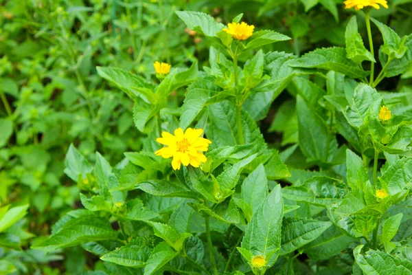 Bahçede Yeşil Yapraklı Sarı Çiçekler — Stok fotoğraf