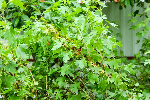 庭に緑の果実のあるブラックカラントの茂み — ストック写真