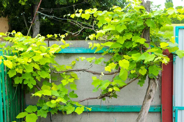 Vine vine with green leaves near the fence in summer