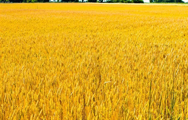 Maduración Del Campo Trigo Ucrania Campo Trigo — Foto de Stock