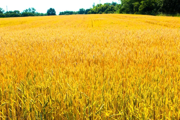 Созревание Пшеничного Поля Украине Пшеничное Поле — стоковое фото