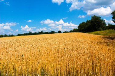 Tam olgunlaşmış buğday, gökyüzünde bulutlar ve uzakta ağaçlar.