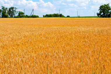 Tam olgunlaşmış buğday, gökyüzünde bulutlar ve uzakta ağaçlar.