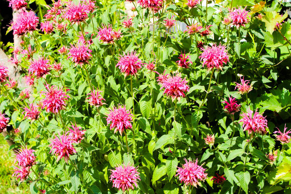 The bush of pink flowers has completely blossomed in the summer