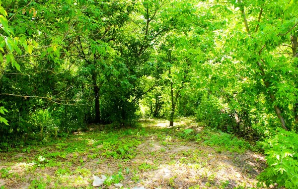 Bomen Het Park Gebied Gras Gemaaid Oekraïne — Stockfoto