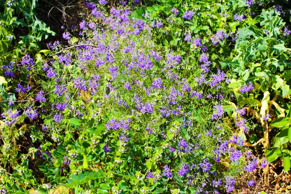 Pequenas Flores Azuis Perto Estrada Pista Ucrânia — Fotografia de Stock