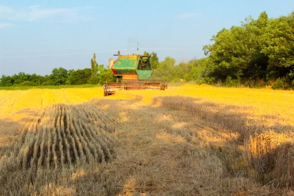 Raccolta Ucraina Mietitrebbie Falciatrici Grano Nel Campo — Foto Stock