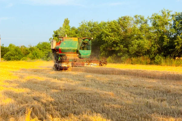 Harvesting Ukraine Combine Harvester Mows Wheat Field — Stock Photo, Image