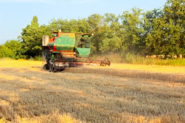 Ukrayna 'da hasat, tarlada biçilen buğday hasadını birleştirdi.
