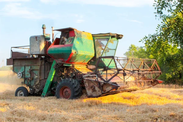 우크라이나 추수하는 사람들 밭에서 수확하는 — 스톡 사진