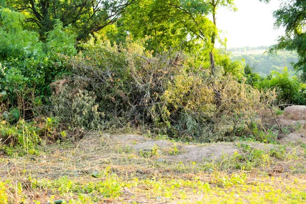 Ein Haufen Gefällter Äste Der Nähe Der Bäume — Stockfoto