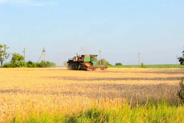 Oogsten Oekraïne Combineren Oogstmaaien Tarwe Het Veld — Stockfoto