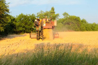 Ukrayna 'da hasat, tarlada biçilen buğday hasadını birleştirdi.