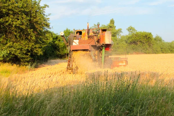 Сбор Урожая Украине Комбайном Косит Пшеницу Поле — стоковое фото
