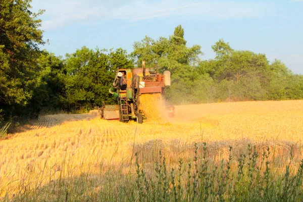 Récolte Ukraine Combiner Moissonneuse Batteuse Blé Dans Champ — Photo