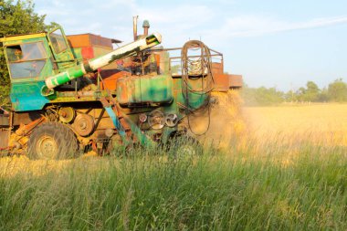 Ukrayna 'da hasat, tarlada biçilen buğday hasadını birleştirdi.