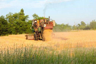 Ukrayna 'da hasat, tarlada biçilen buğday hasadını birleştirdi.