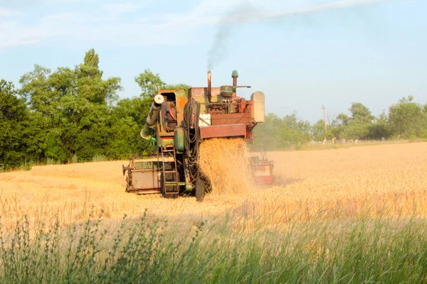 Raccolta Ucraina Mietitrebbie Falciatrici Grano Nel Campo — Foto Stock