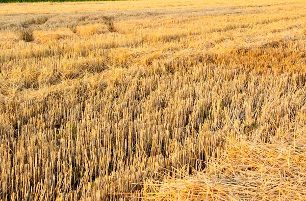 Campo Segado Trigo Rastrojo Campo Segado — Foto de Stock