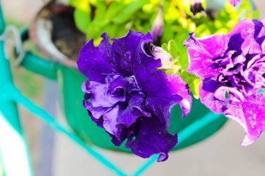 Sabahın erken saatlerinde yeşil yapraklı mavi çiçek