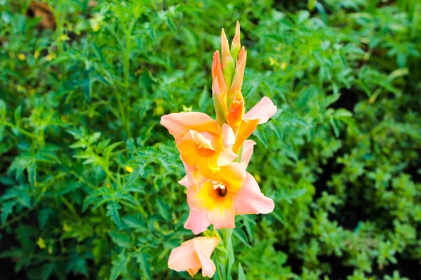 Narancs Gladiolus Kertben Ukrajna — Stock Fotó