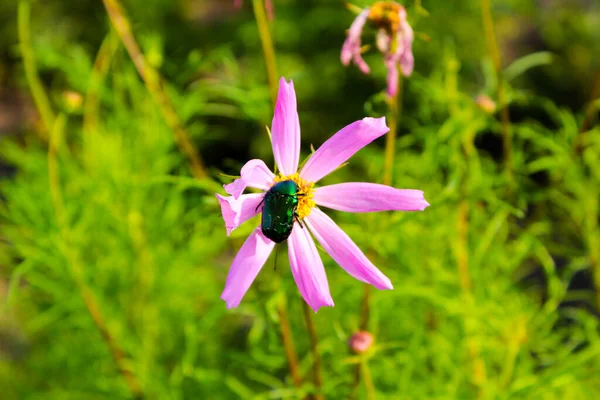 A green beetle sits in the center of a flower