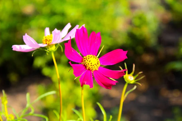 Pink Red Flower Bloomed Summer — Stock Photo, Image