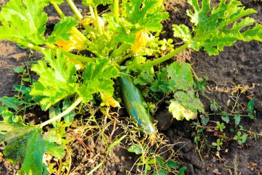 Bahçedeki kabak meyveleri kabak çiçekleri.
