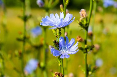 Hindiba, Ukrayna 'nın çayırlık hindiba çiçeklerinde mavileşir.