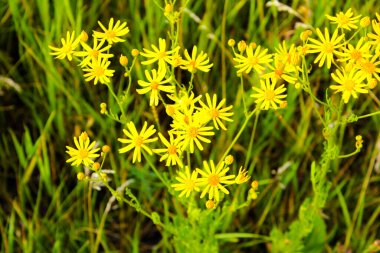 Ukrayna 'nın çayırlarında sarı çiçekler açar.